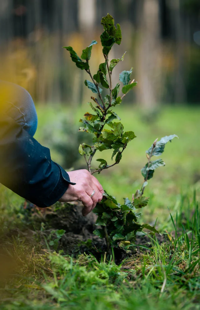 PLANT-MY-TREE 1