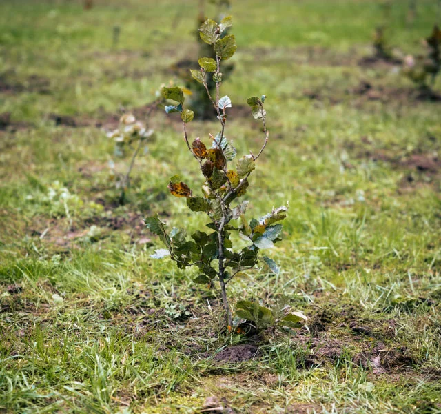 PLANT-MY-TREE 5
